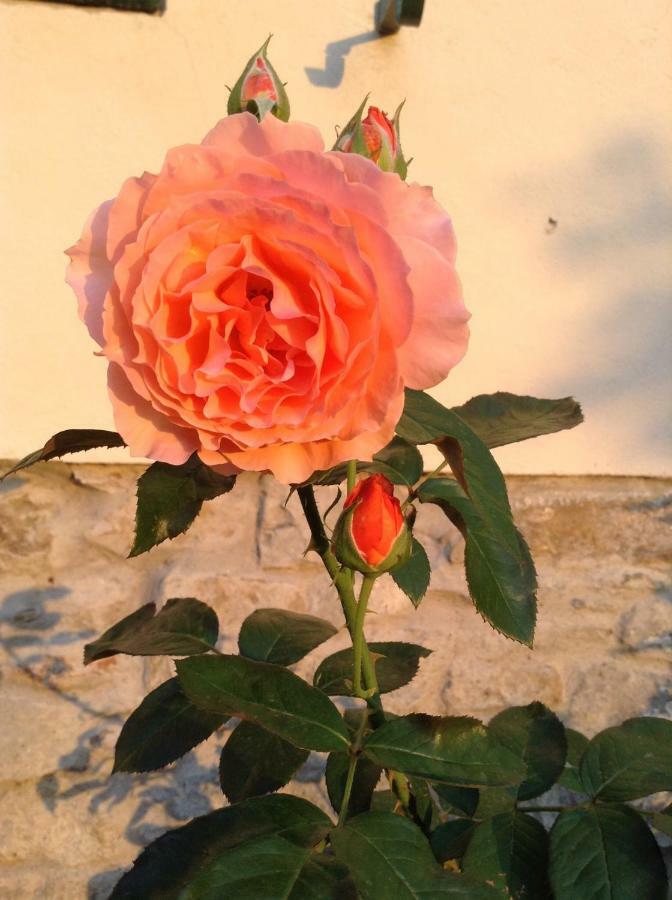 Fiesole In Giardino B&B מראה חיצוני תמונה